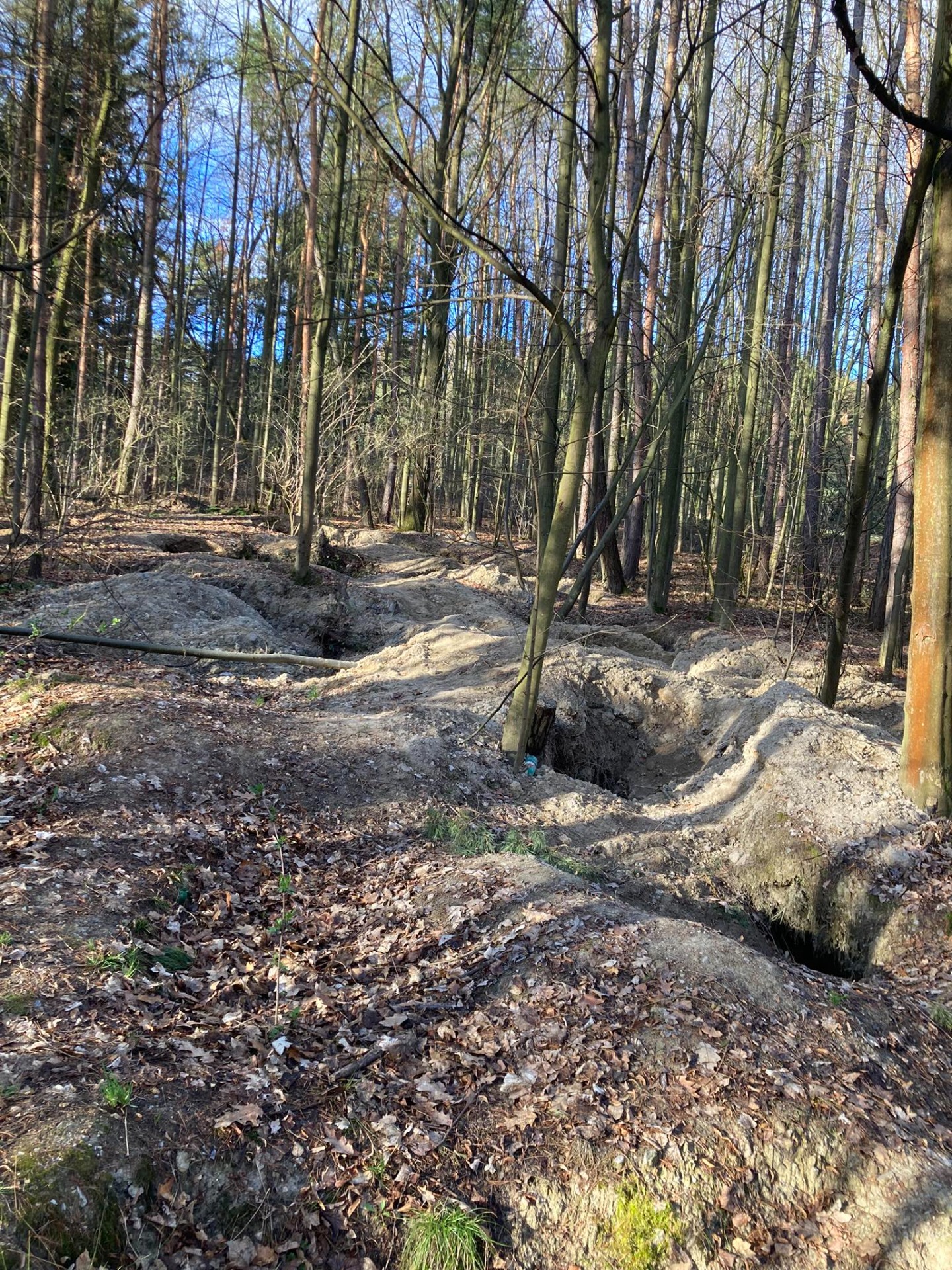 Forest in Habří
